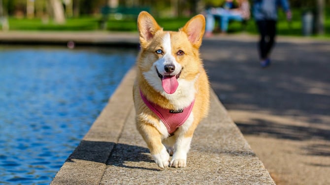 5 Essentials to Keep Your Vacation Rental Pet-Free After Guest Stays
