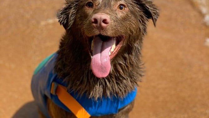 The Hidden Benefits of Hosting Dogs at Your Rental Property